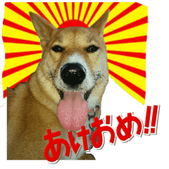 New Year's of the cute Shiba dog system