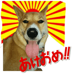 かわいい柴犬系雑種 茶々 のお正月 Line スタンプ Line Store かわいい柴犬系雑種 茶々 のお正月 Line スタンプ Line Store