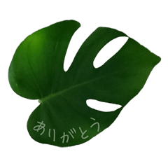 Simple message on leaves of monstera.