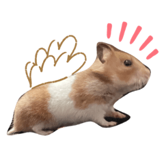 阿焦的生活瑣事