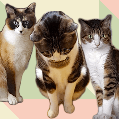 Three cat photograph Sticker