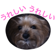Talky Yorkie Ami 2