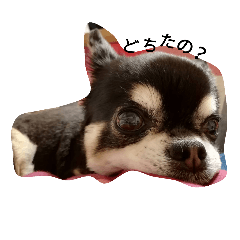 My pet is rin.