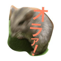 hamstertsumo1