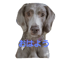 Weimaraner.