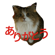 Mysteriouscat