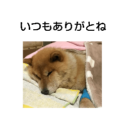 mamesuke_20211202091715