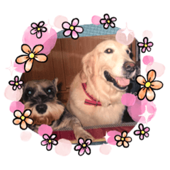 回憶裡的毛小孩