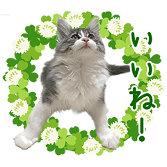 IMAIKARINKUN Sticker