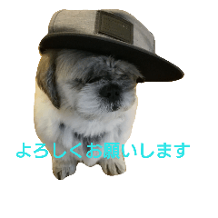 ICE PET