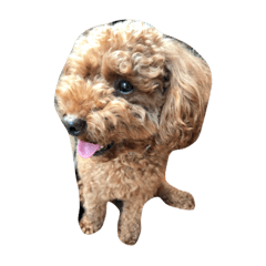 toypoodleschoco