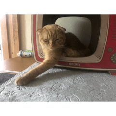 kota_202112022116241