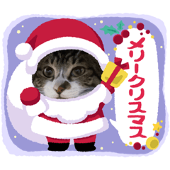 猫どものクリスマス
