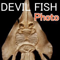 DEVIL FISH PHOTO (Peixe do diabo）