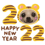 Smooth Chihuahua Liah