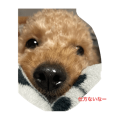 suzu_20211203011118