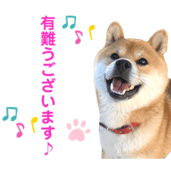 柴犬の ゆき丸♡敬語2