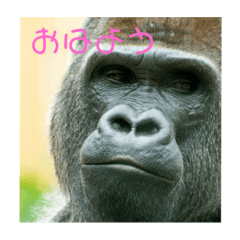 ゴリラなきもち Lineクリエイターズスタンプ Stamplist ゴリラなきもち Lineクリエイターズスタンプ Stamplist