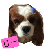 cocoa11.26