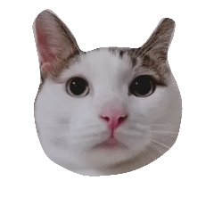 全世界最可愛的喵喵