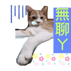 貓問候語2