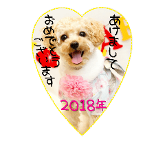 White Poodle Milky