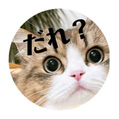 My 3 cats - Natsume Ayame and Kairi