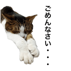 A Japanese-speaking cat