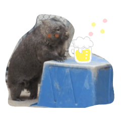のんびりウォンバットvol.3