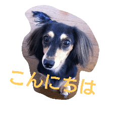 dachshund_daily