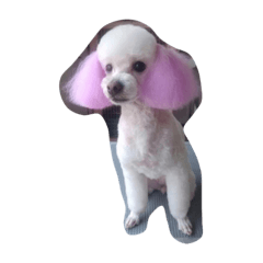 poodle-nachi