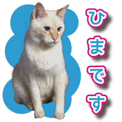 cat white MUSASHI