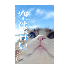 My 3 cats - Natsume Ayame and Kairi 2