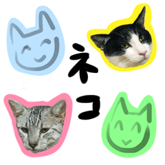 The cutest cat brothers in Saitama