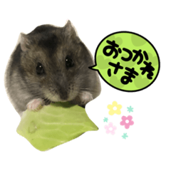 Hamster_Azuki