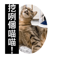 包軌和茶丸