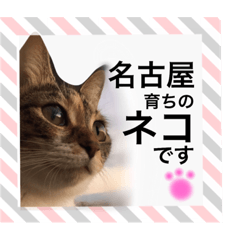 Bengal cat from Japan