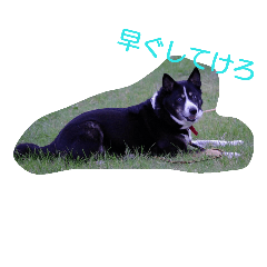 Milky Dog