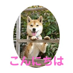 Ryu Shiba