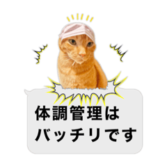 保護猫すたんぷ(のほほん男子ちょら男)