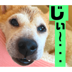 是可爱的狗的戳子