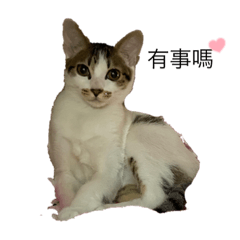 可愛貓貓❤️