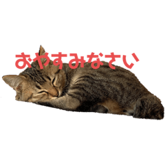 toramaru-kaori