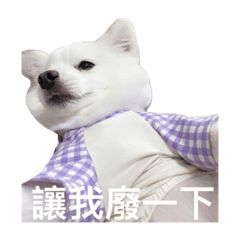BU式犬生