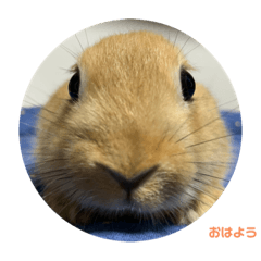 Rabbit_20211205201624