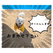 A yako_20211206081925