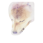 shiba momo~~