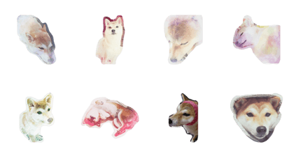 shiba momo~~