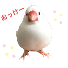 Toriya_20211205203004