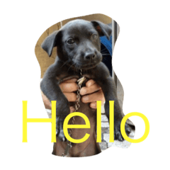 迷你黑狗兄查理